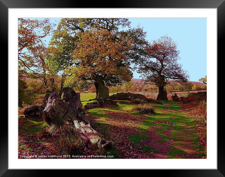 Oaks in Autumn Framed Mounted Print by james richmond