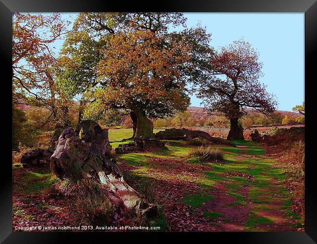 Oaks in Autumn Framed Print by james richmond