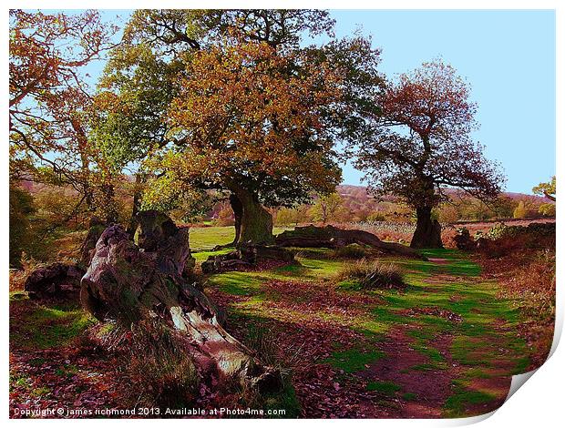 Oaks in Autumn Print by james richmond