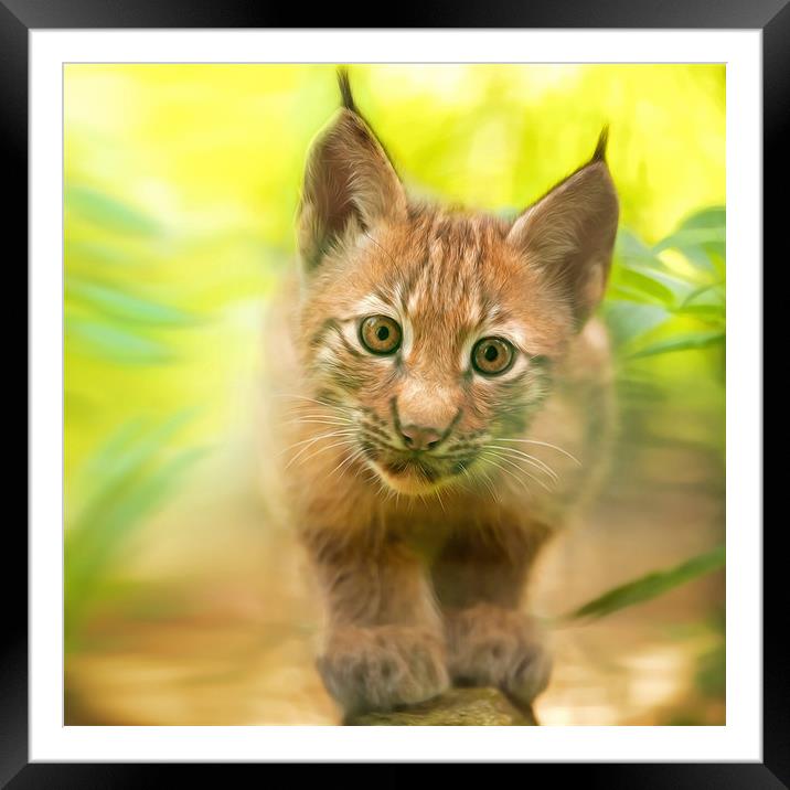 baby lynx Framed Mounted Print by Silvio Schoisswohl