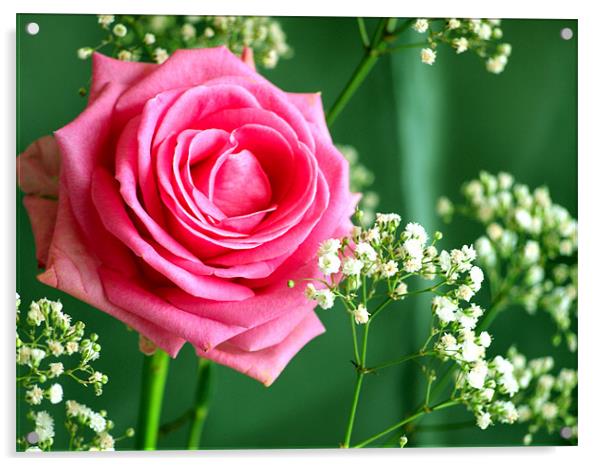 pink rose Acrylic by Robert Bennett