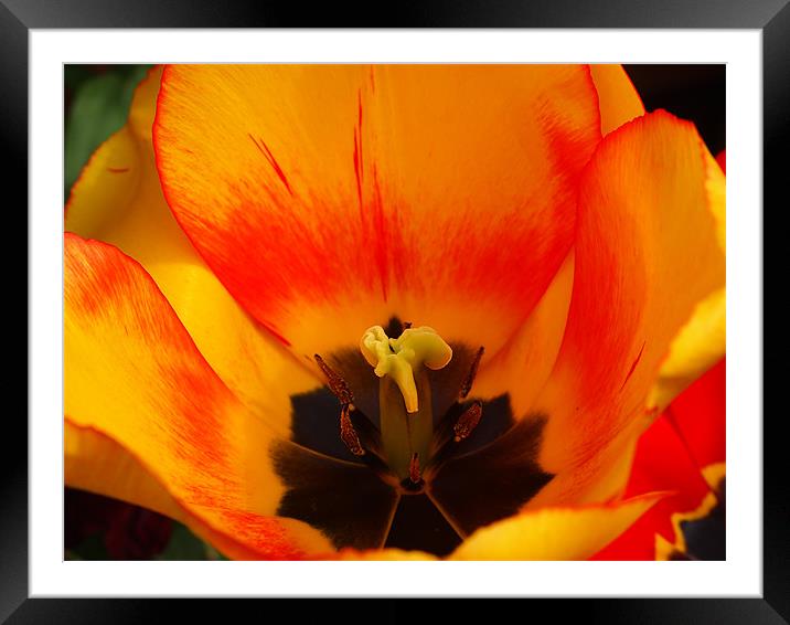 tulip Framed Mounted Print by Robert Bennett