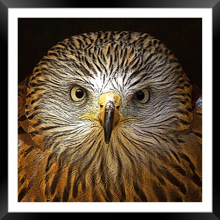 Red Kite Portrait with Texture Framed Mounted Print by Bill Simpson
