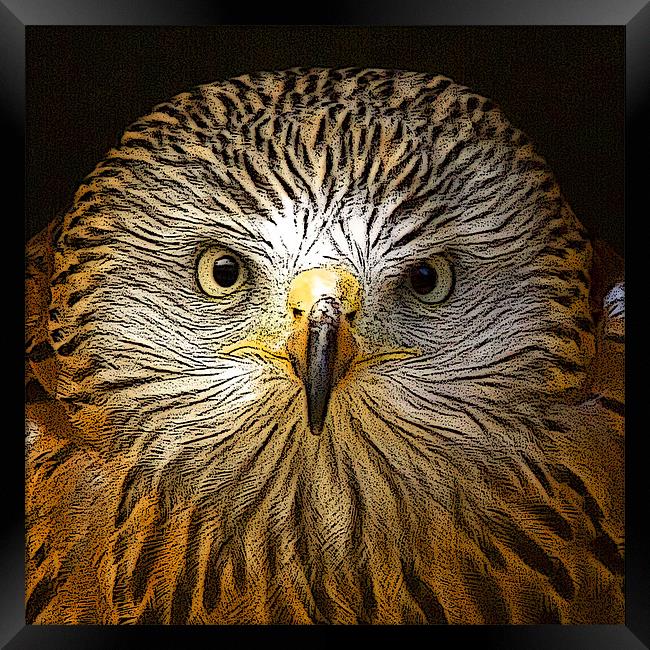 Red Kite Portrait with Texture Framed Print by Bill Simpson