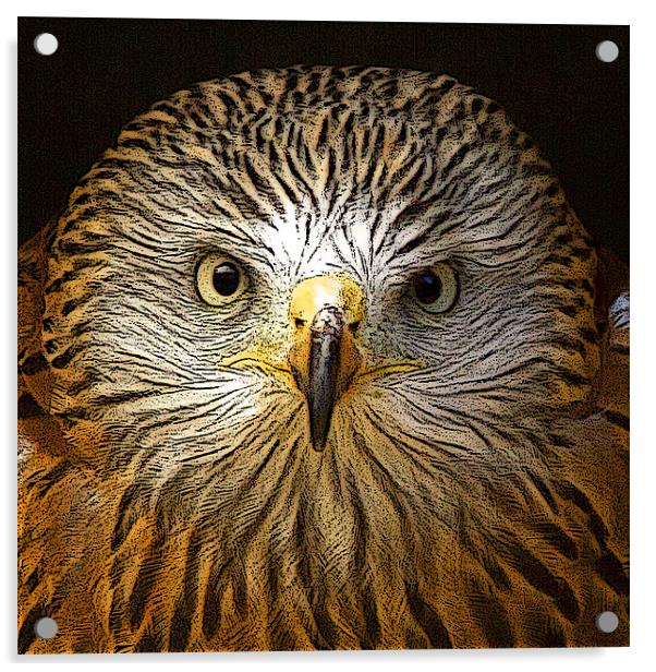 Red Kite Portrait with Texture Acrylic by Bill Simpson