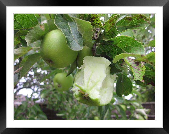 An apple a day! Framed Mounted Print by Lee Hall