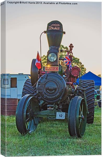 Moose traction engine at sunset Canvas Print by Avril Harris