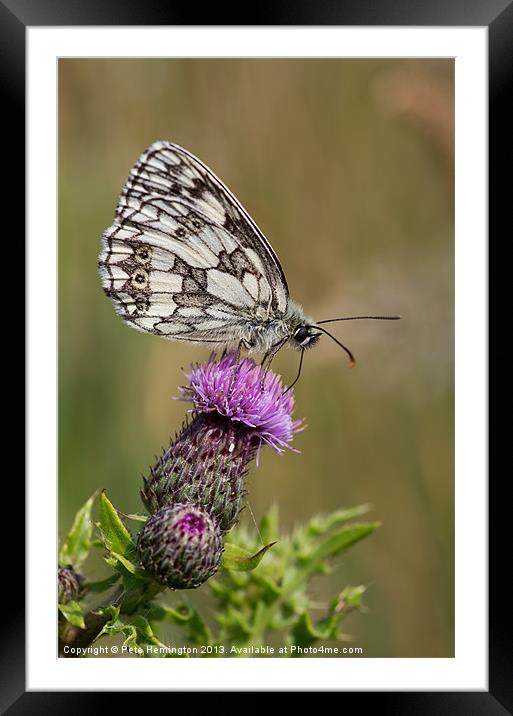 Marbled White Framed Mounted Print by Pete Hemington