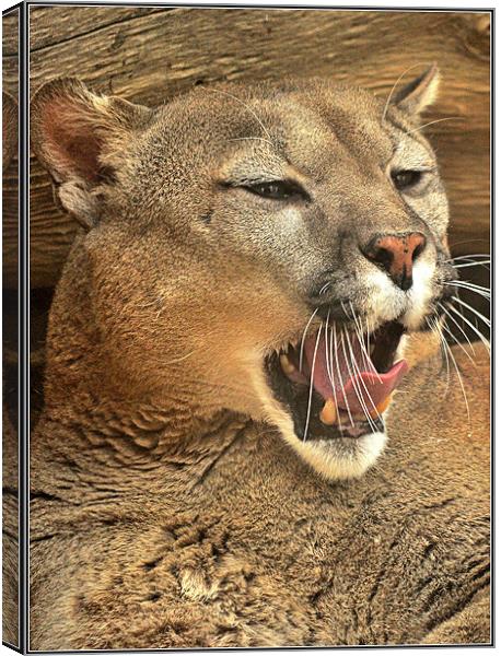 The awakened Puma Canvas Print by Jon Fixter
