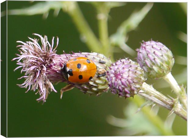 Ladybird Canvas Print by sharon bennett