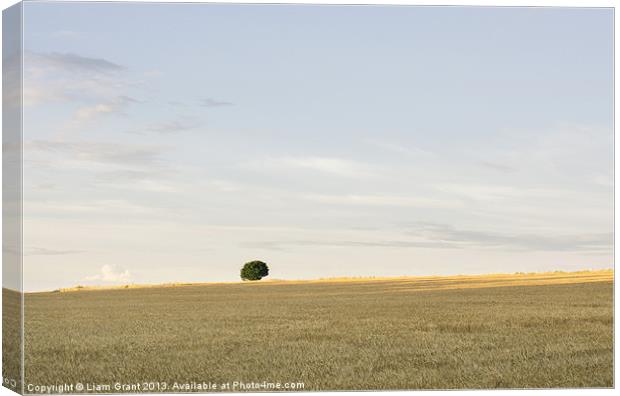 Field of barley in evening light. Canvas Print by Liam Grant