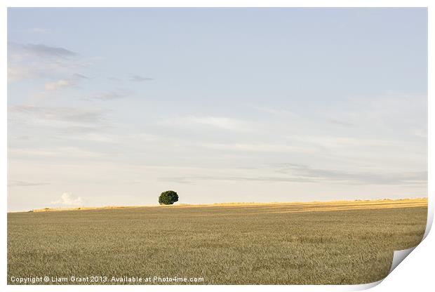 Field of barley in evening light. Print by Liam Grant