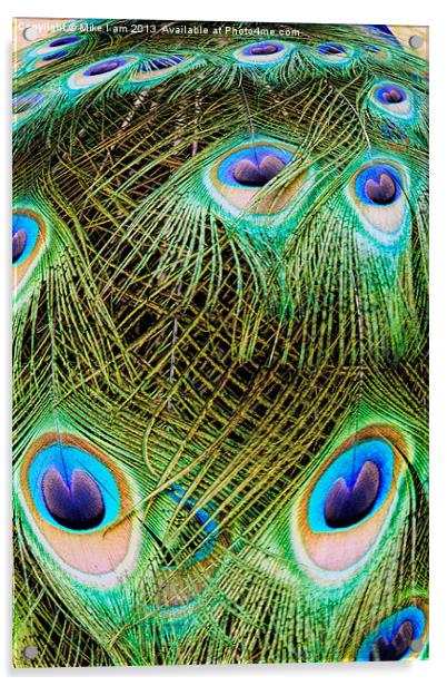 Peacock close up Acrylic by Thanet Photos