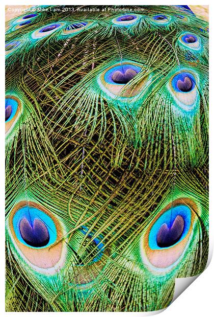 Peacock close up Print by Thanet Photos