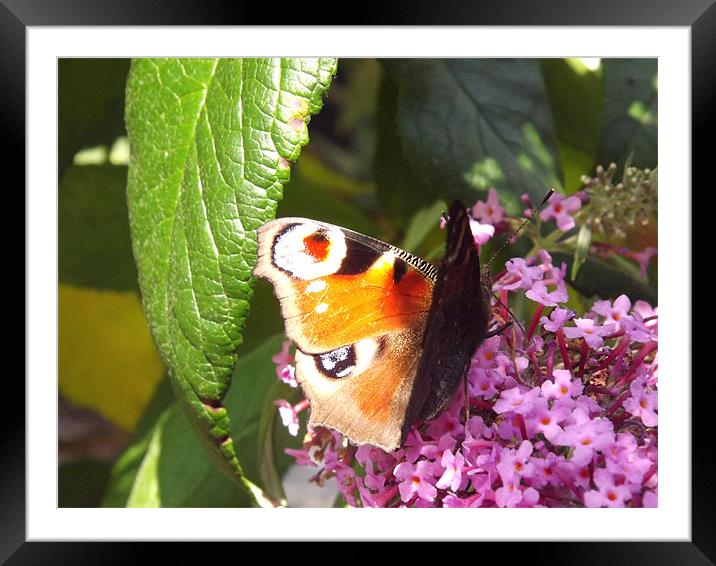 Butterfly Framed Mounted Print by Laura Howard
