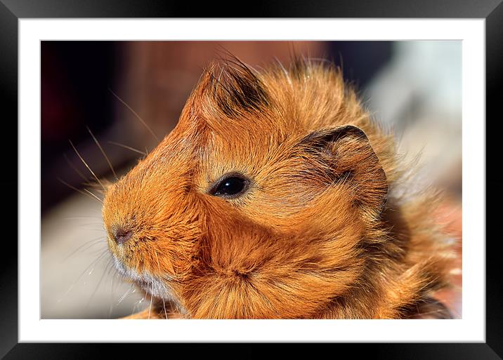 Abyssinian Guinea Pig Framed Mounted Print by Gary Kenyon