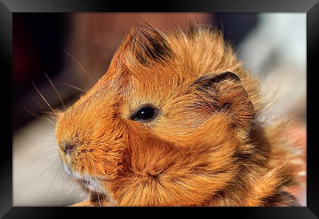 Abyssinian Guinea Pig Framed Print by Gary Kenyon