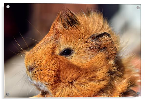 Abyssinian Guinea Pig Acrylic by Gary Kenyon