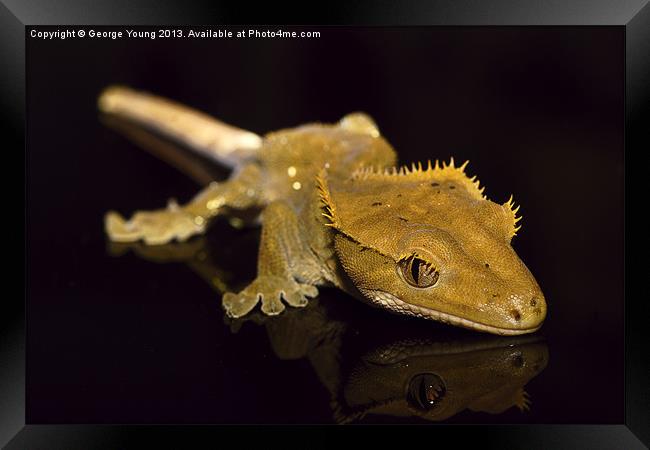 Holly the Crested Gecko Framed Print by George Young