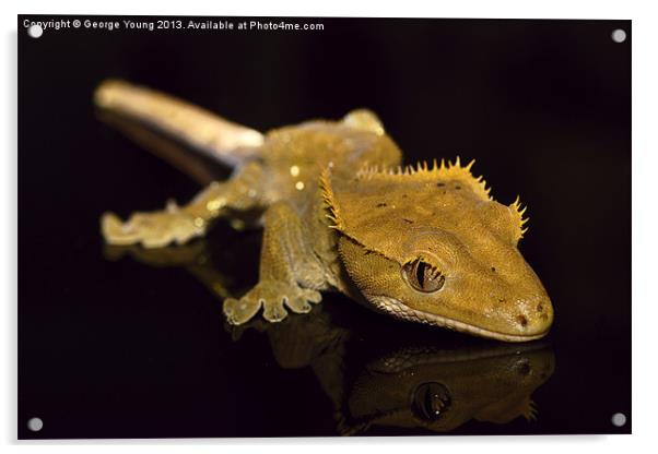 Holly the Crested Gecko Acrylic by George Young