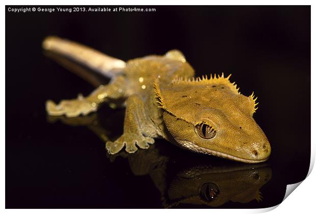 Holly the Crested Gecko Print by George Young