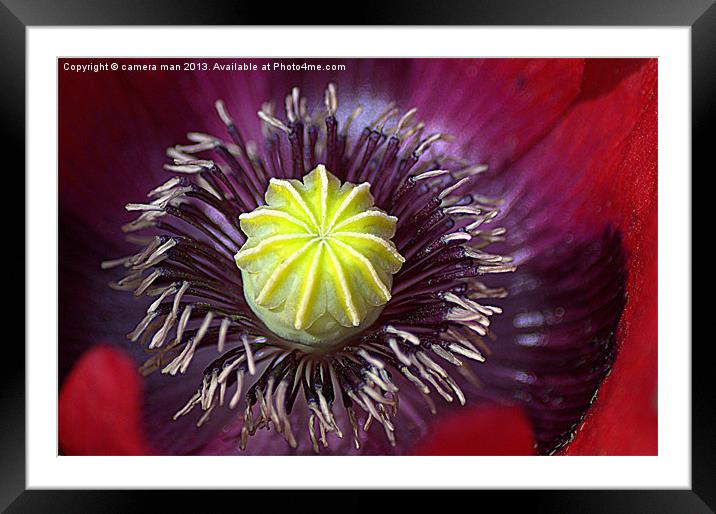 Poppy perfection. Framed Mounted Print by camera man