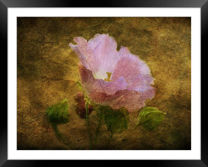 Hibiscus Framed Mounted Print by Fine art by Rina