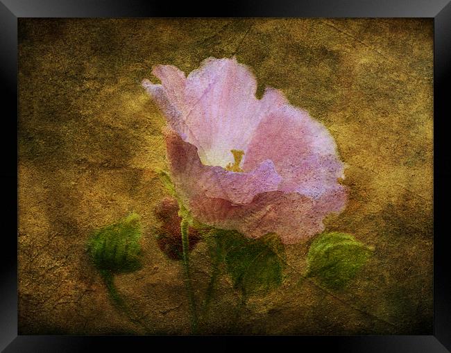 Hibiscus Framed Print by Fine art by Rina