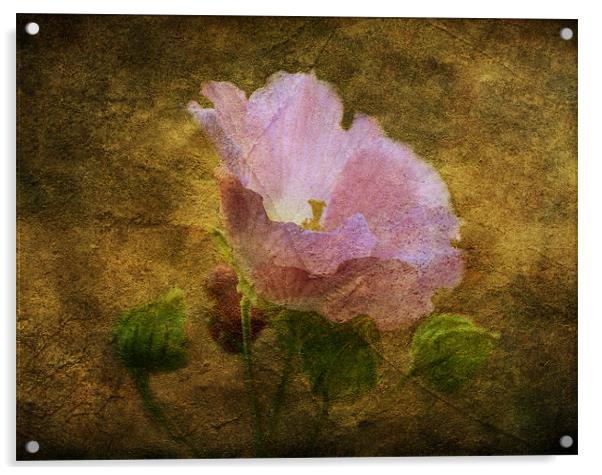 Hibiscus Acrylic by Fine art by Rina