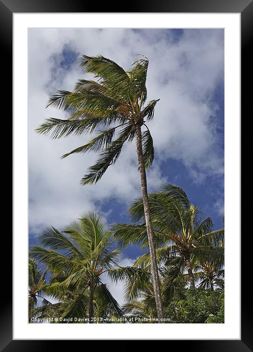 The Palms Framed Mounted Print by David Davies