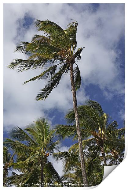 The Palms Print by David Davies