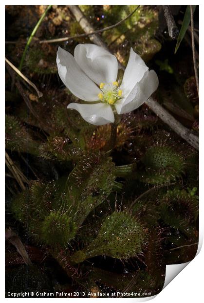 Scented Sundew Print by Graham Palmer