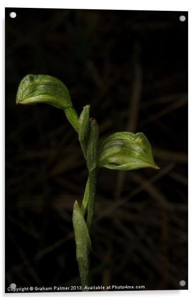 Pterostylis Longifolia Acrylic by Graham Palmer