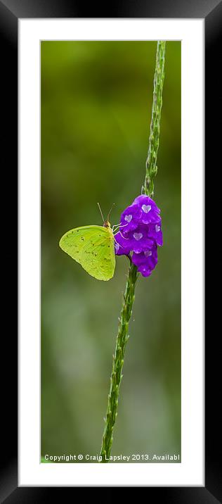 Green Butterfly Framed Mounted Print by Craig Lapsley