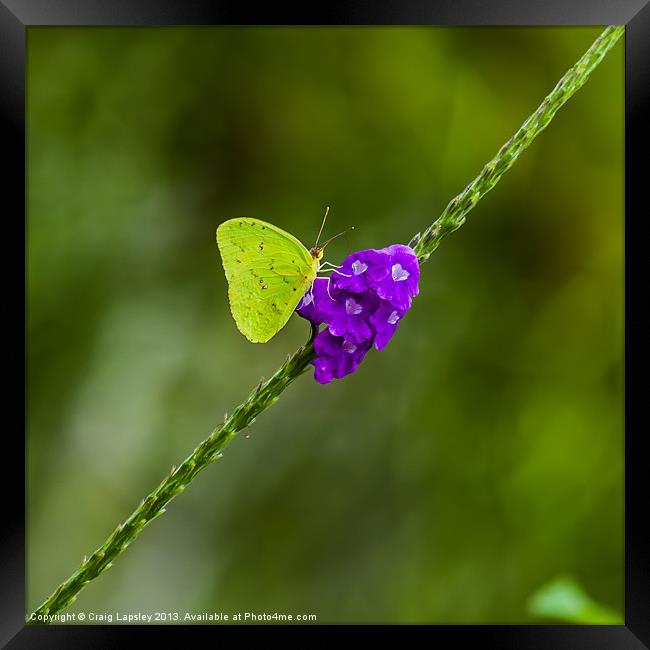 tropical green butterfly Framed Print by Craig Lapsley