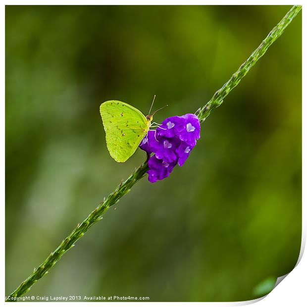 tropical green butterfly Print by Craig Lapsley
