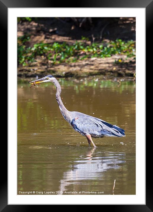 Great blue Heron eating a crayfish Framed Mounted Print by Craig Lapsley