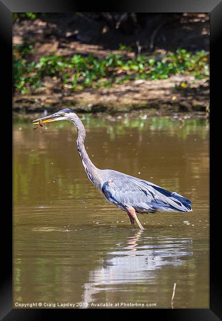 Great blue Heron eating a crayfish Framed Print by Craig Lapsley
