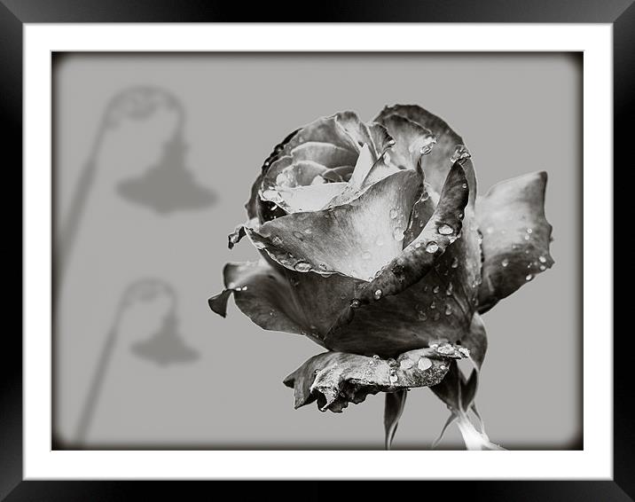 Black and White Rose Framed Mounted Print by Mark Llewellyn