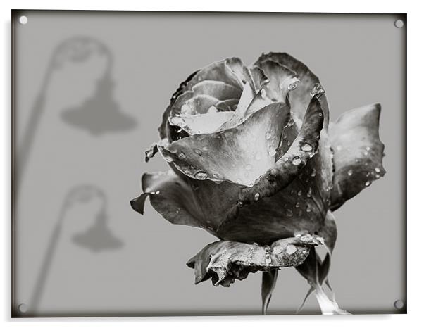 Black and White Rose Acrylic by Mark Llewellyn