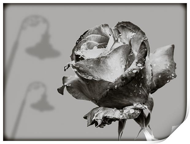 Black and White Rose Print by Mark Llewellyn