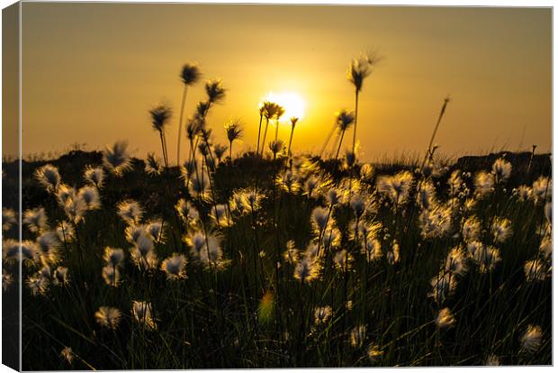 Bog Cotton Grass Canvas Print by Libby Hall