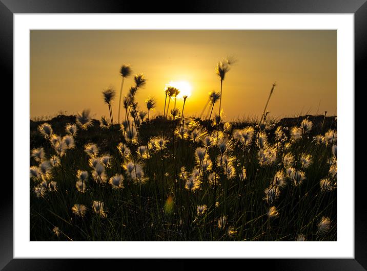 Bog Cotton Grass Framed Mounted Print by Libby Hall