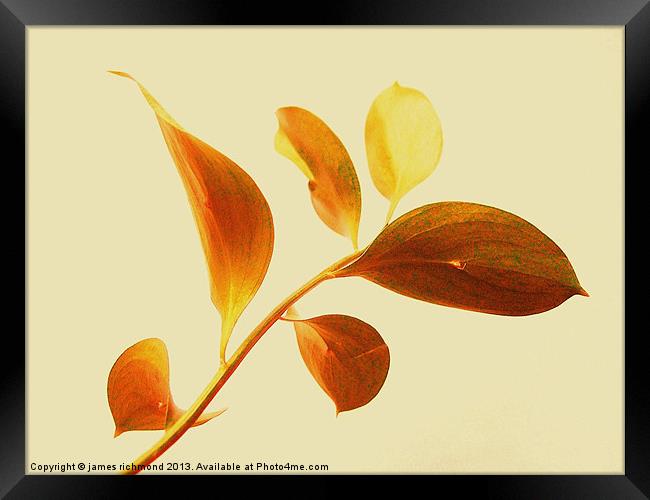 Leaf Study - 2 Framed Print by james richmond