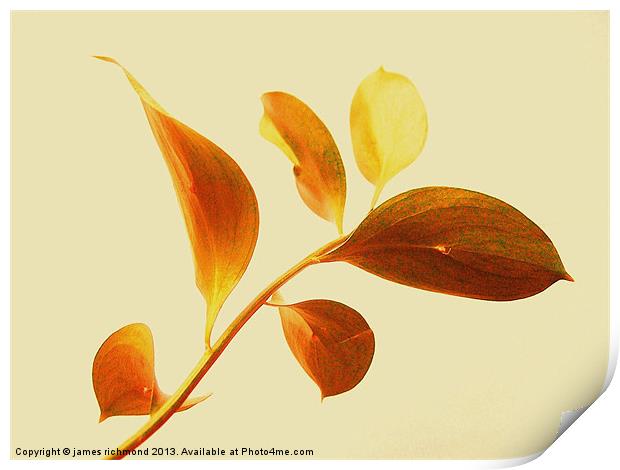 Leaf Study - 2 Print by james richmond