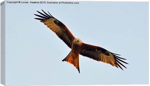 Red Kite Canvas Print by Louise  Hawkins