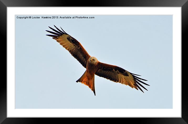 Red Kite Framed Mounted Print by Louise  Hawkins