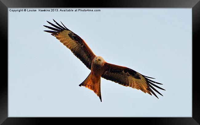 Red Kite Framed Print by Louise  Hawkins