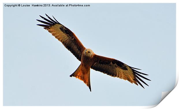 Red Kite Print by Louise  Hawkins