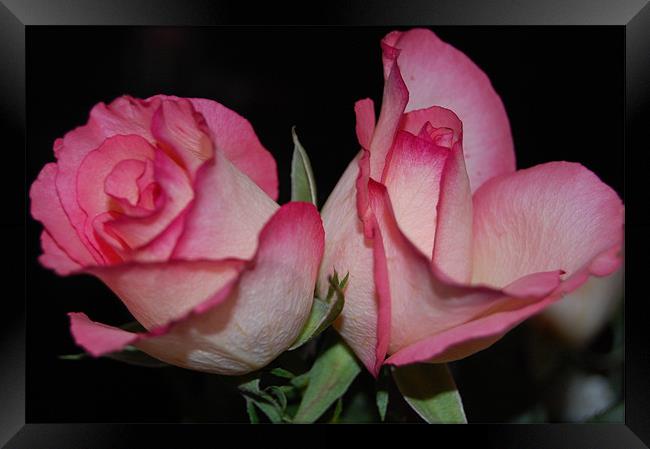 Two Pink Roses Framed Print by Dorianne Austin